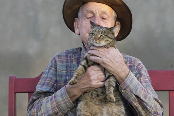 Почему кошатники умнее собачников