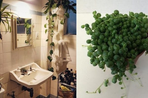 Какие растения посадить в ванной комнате