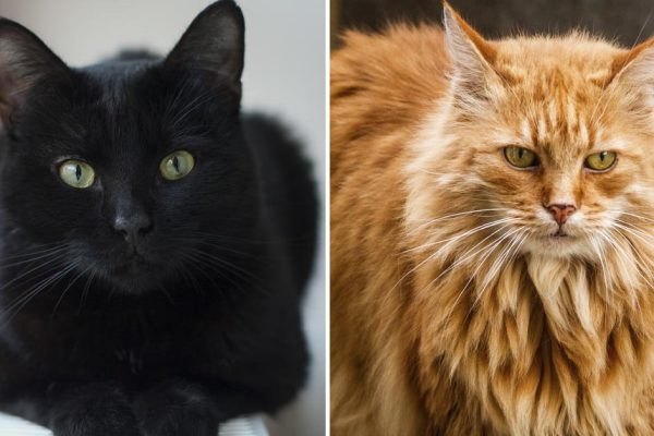 Магические возможности кошек по внешнему виду