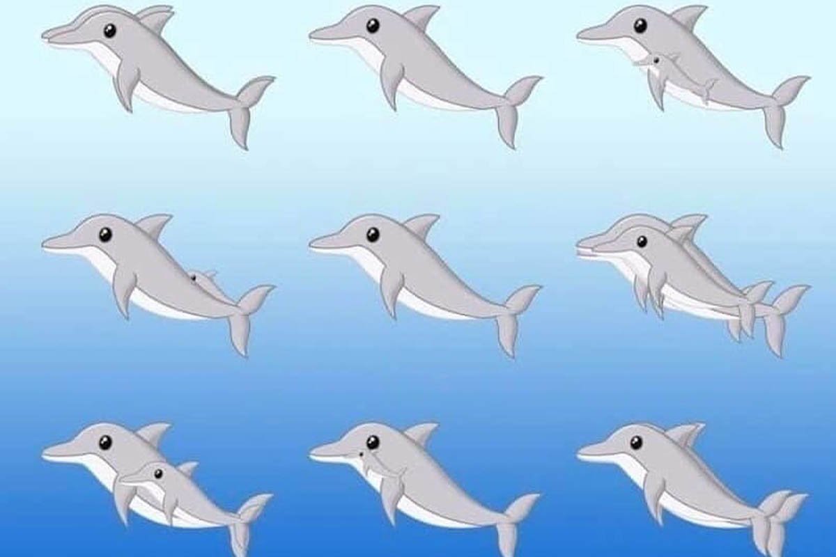картинка с дельфинами