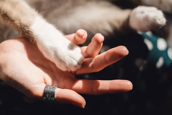 Как нужно правильно хвалить кота за хорошее поведение