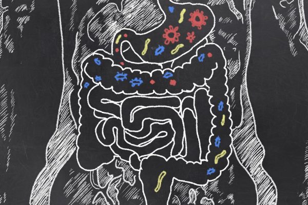 Intestines Sketch with Guts Bacteria
