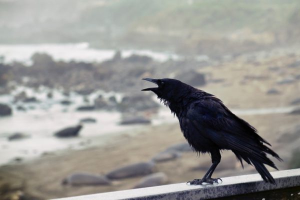 На какой период может затянуться война в Украине