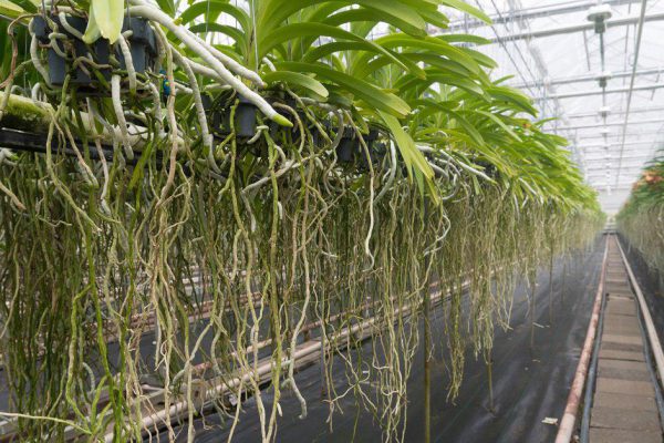 Почему у орхидеи корни растут вверх