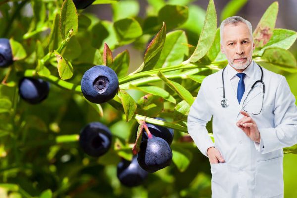 Почему не стоит объедаться черникой