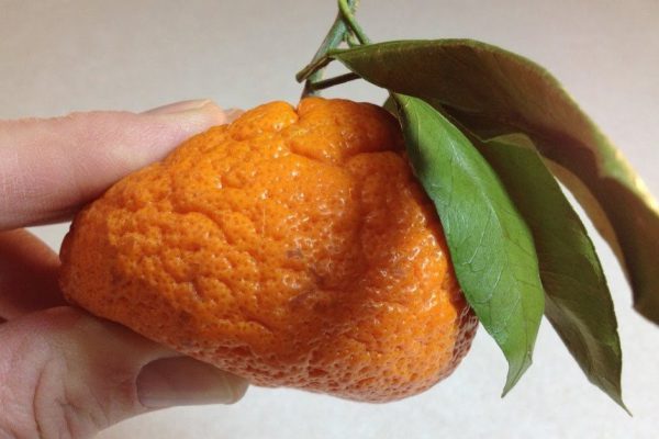 Почему в вопросе поедания мандаринов важна умеренность