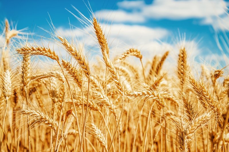 польза и вред пшеницы