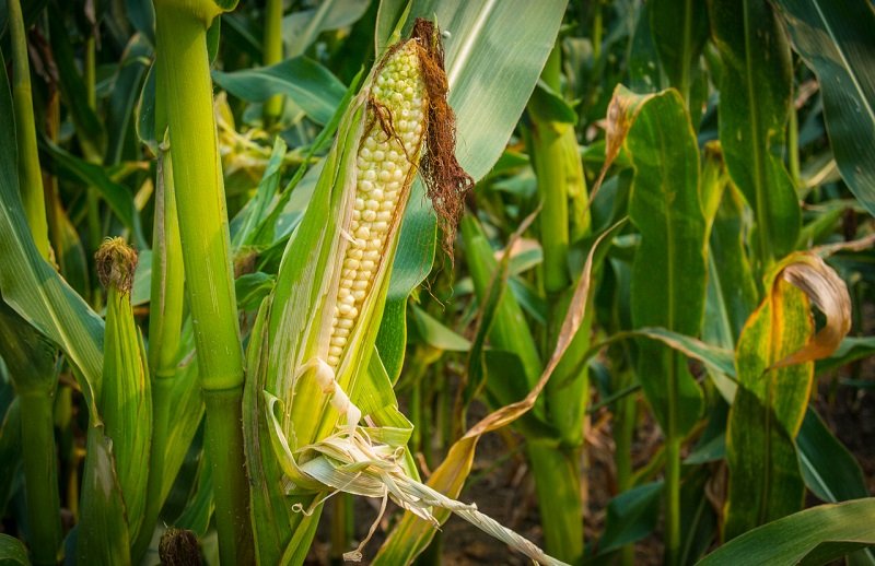 вред кукурузы