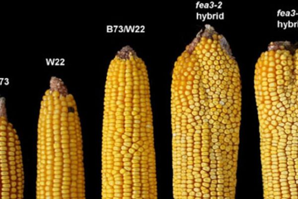 6 причин отказаться от кукурузы навсегда!  Больше ни зернышка…