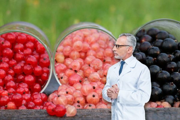 Почему не нужно объедаться ягодами