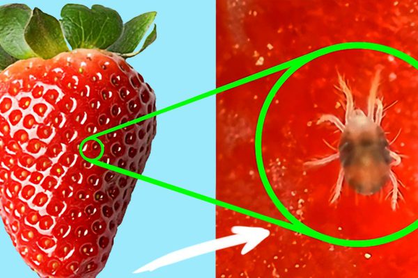 Вот что скрывает заманчивая ягода! Ты больше не купишь такую, увидев это под микроскопом…