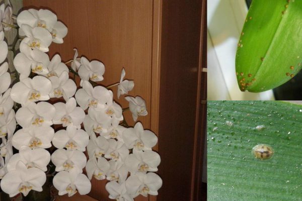 Орхидея длительный период не цвела… Узнав причину, я ужаснулась!