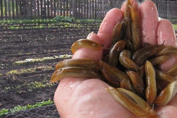 Что нужно сделать весной в обязательном порядке, чтобы в этом году не видеть слизней