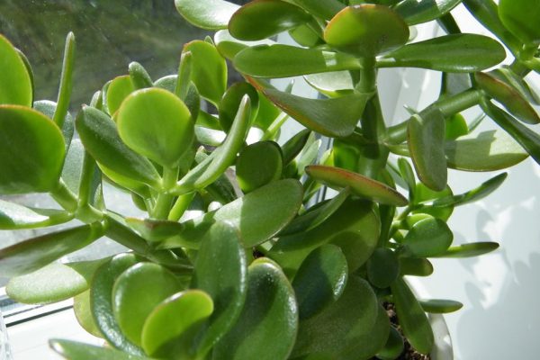 Растения-убийцы! Не смей выращивать их на подоконнике, иначе…