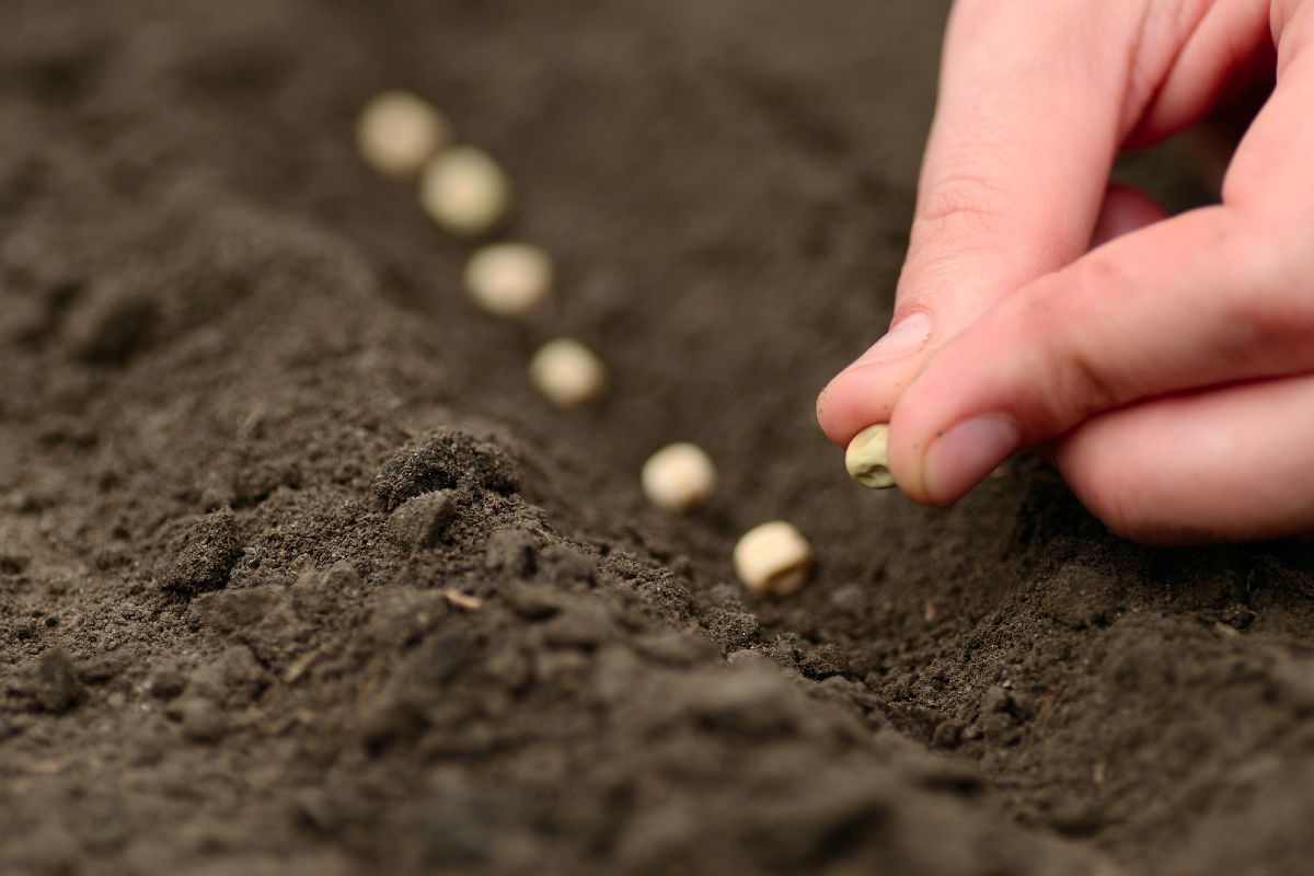 всход семян помидор