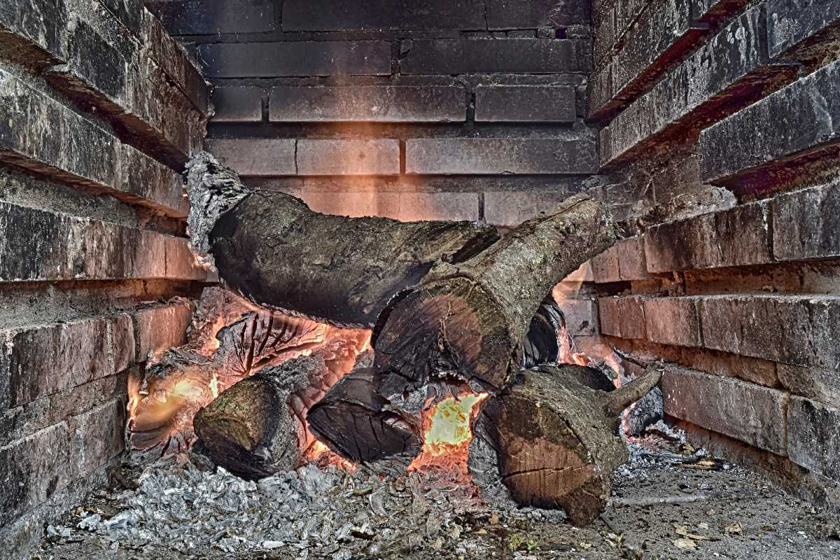 всход семян травы