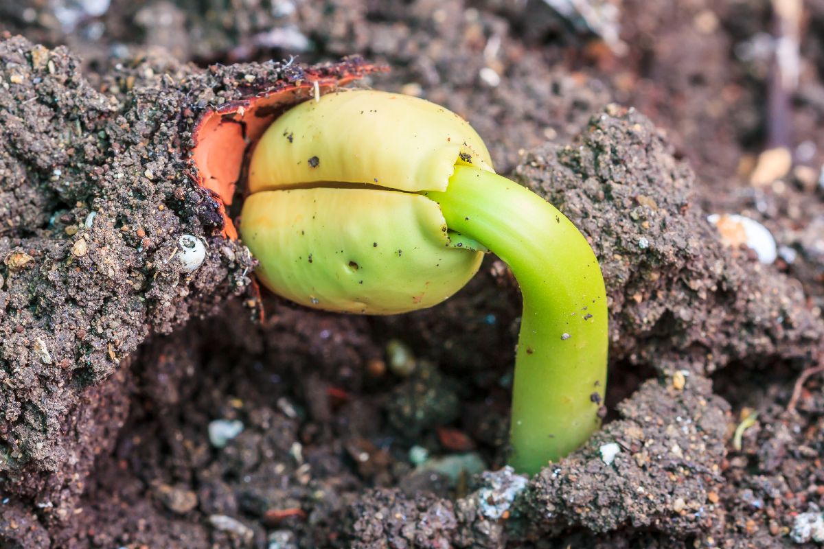 время всхода семян астры