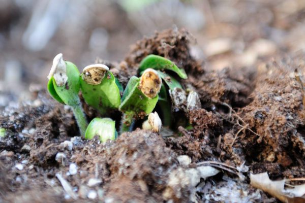 Что делать, если семена не взошли