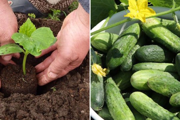 Сажаем вторую волну огурцов, чтобы хрустеть зелененькими до поздней осени