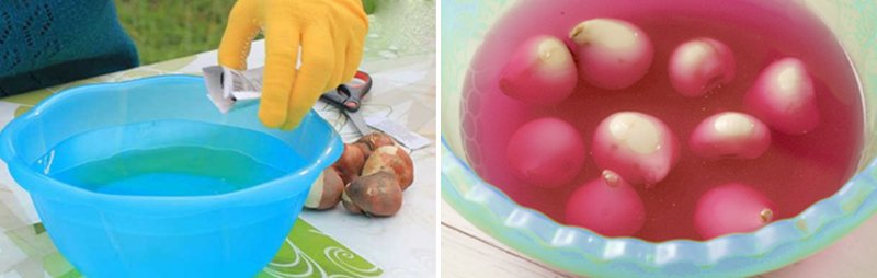 выгонка тюльпанов