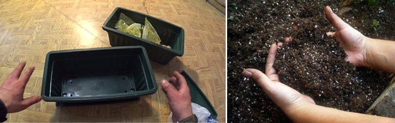 выгонка тюльпанов