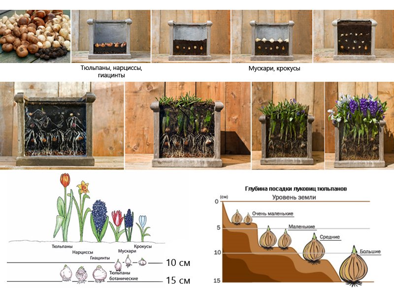 выгонка тюльпанов