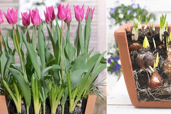 Как вырастить тюльпаны к Новому году