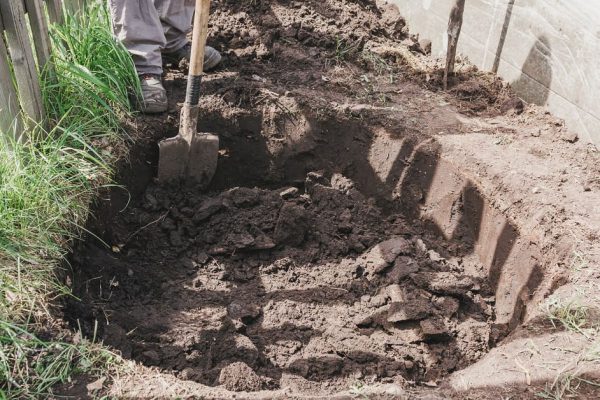 Какие деревья являются природными осушителями грунтовых вод