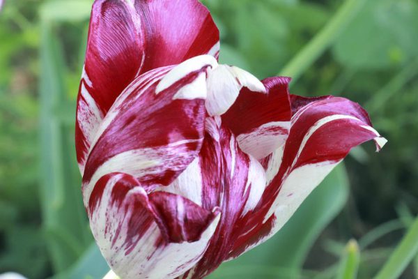 Рябые тюльпаны вырываю с луковицами, агитирую соседку вырвать свои тоже