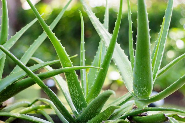 Подборка растений для сада на подоконнике