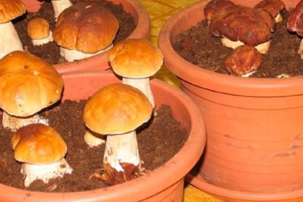 Правила выращивания белых грибов