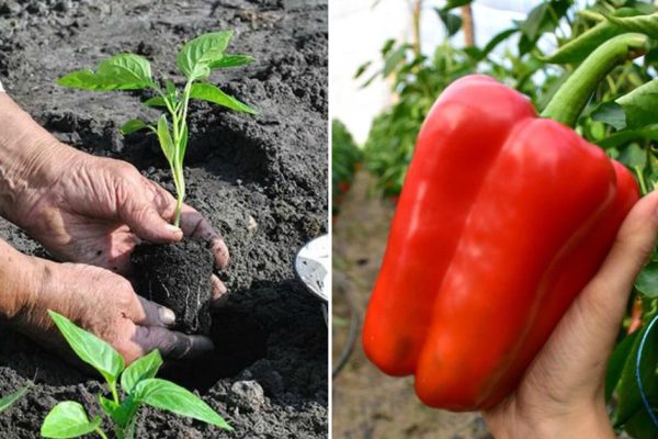 Бабуля-огородница растолковала, как вырастить щедрый урожай болгарского перца