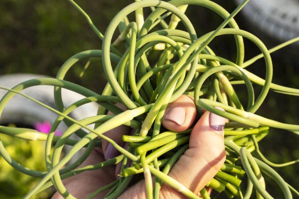 Что на самом деле нужно делать с чесночными стрелками