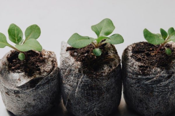 Семена каких цветов не нужно покупать для рассады