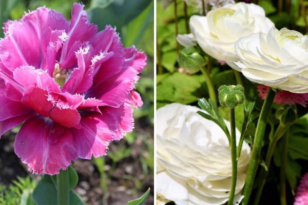 Зачем я заморачиваюсь с капризными цветами, если можно засадить весь двор кустарниками