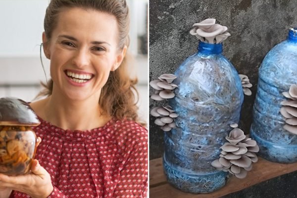 Грибы дома стали расти как на дрожжах, украдкой продаю соседям