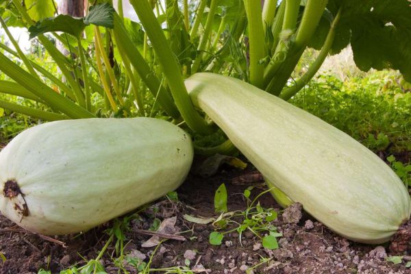 marrow squash in the vegetable garden