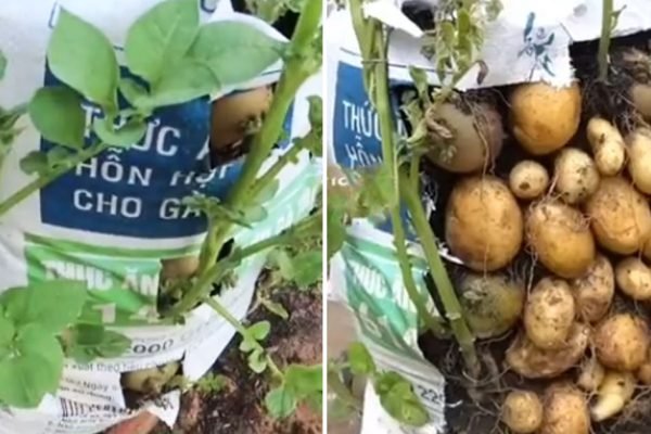 Огородник, который жить не может без экспериментов, рассказал, как вырастить картофель прямо в мешках