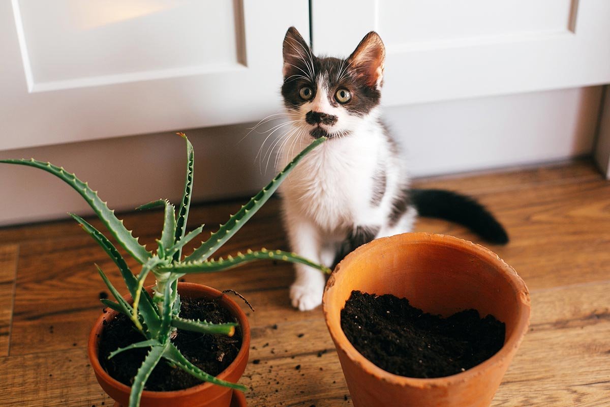 котик и растение