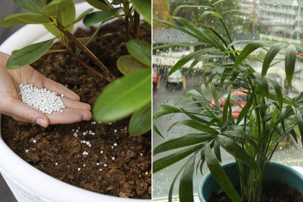 Что сделать с домашними вазонами перед зимовкой, чтобы весной они бодро зеленели