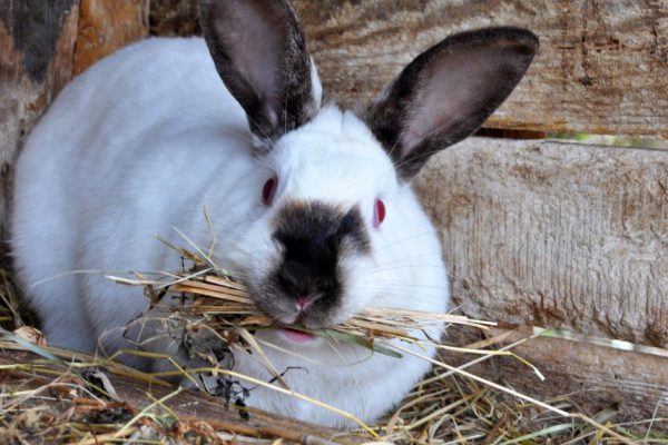 Брат в деревне разводит кроликов, выгодный бизнес, если знаешь, каких ошибок нельзя допускать, заботясь об ушастых