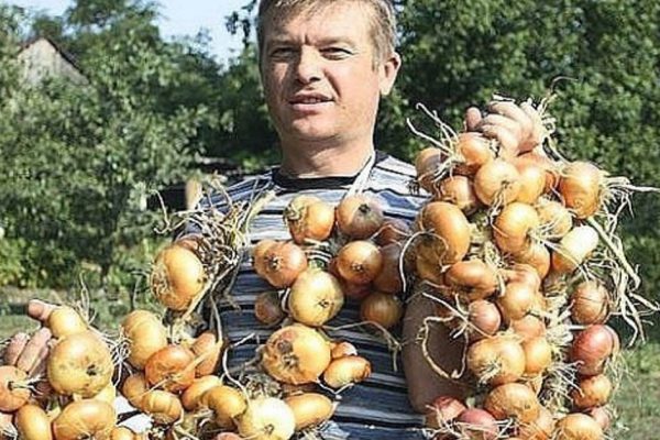 Как вырастить рекордный урожай лука