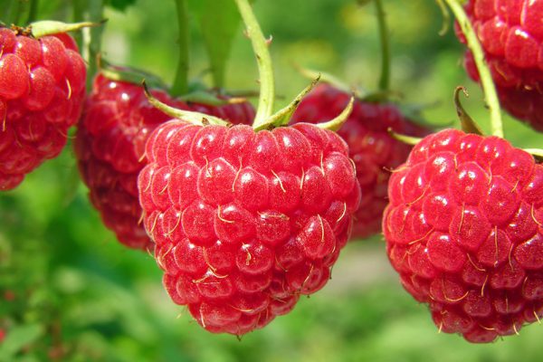 Как повысить урожайность малины