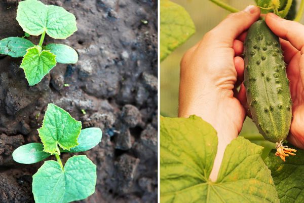 Чем выгодны посадка и выращивание огурцов на воде