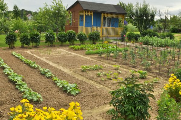 Vegetable garden in front of the cottage.