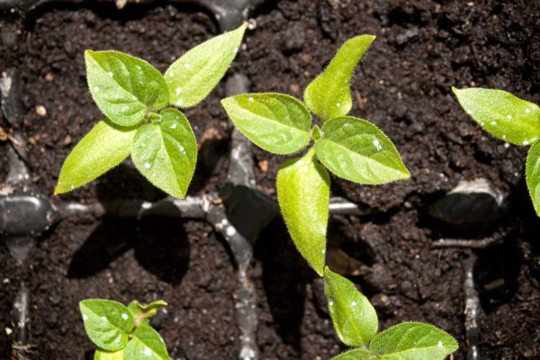 Метод «горячей посадки» болгарского перца