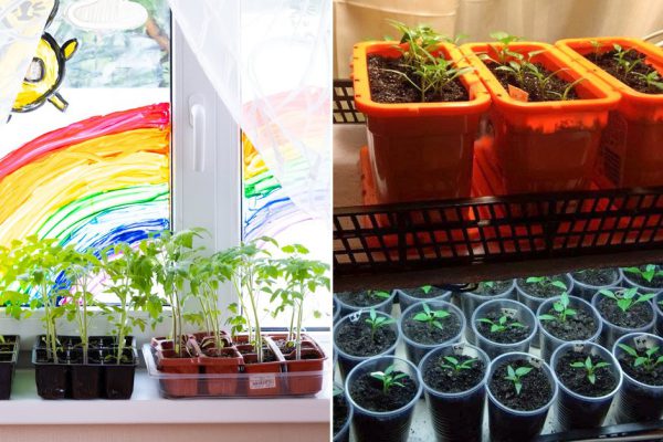 Последние 2 года выращиваю мощную рассаду томатов, ни один кустик не замирает, растения крепкие и быстро идут в рост