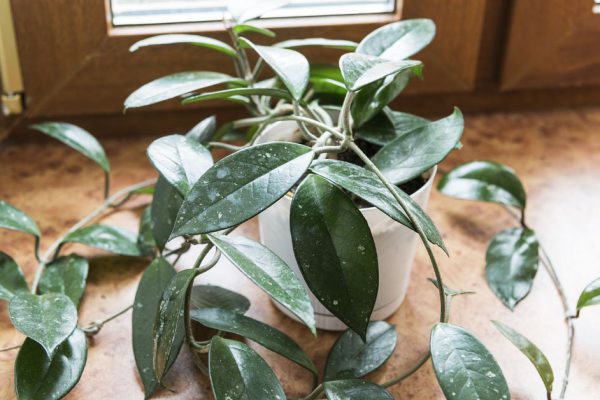 Подруга устроила дома тропические джунгли, всё началось с обычной финиковой косточки