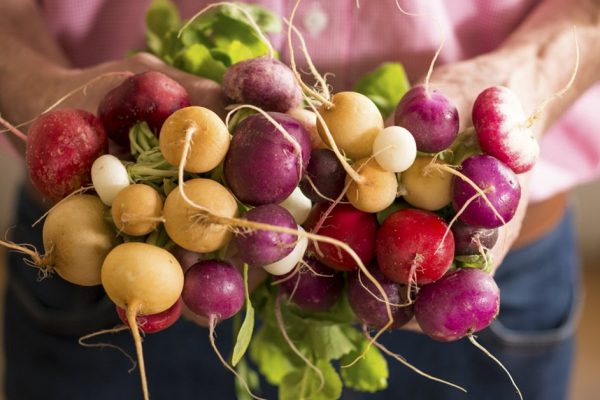 Brightly coloured radishes held by a man in a pink shirt