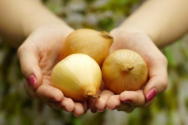 Как вырастить крупный лук и сохранить его до следующего лета